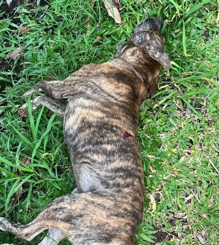 Detuvieron a un hombre investigado por matar a un perro de un disparo