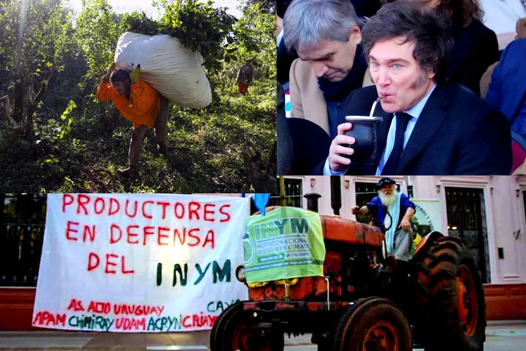 Cayó la cosecha de yerba en los primeros cinco meses del 2026
