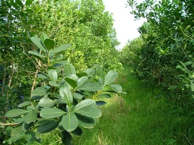 Se oficializó el sistema de trazabilidad de la yerba mate