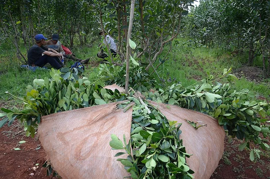 Directora del INYM considera que el precio del kilo de hoja verde debería estar en $500