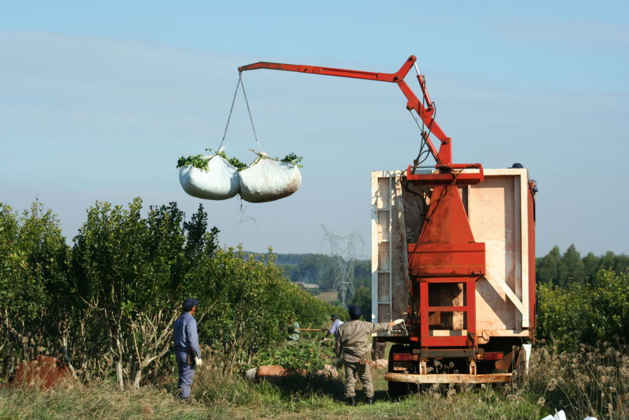 Yerba Mate: productores se reúnen con el Ministro del Agro