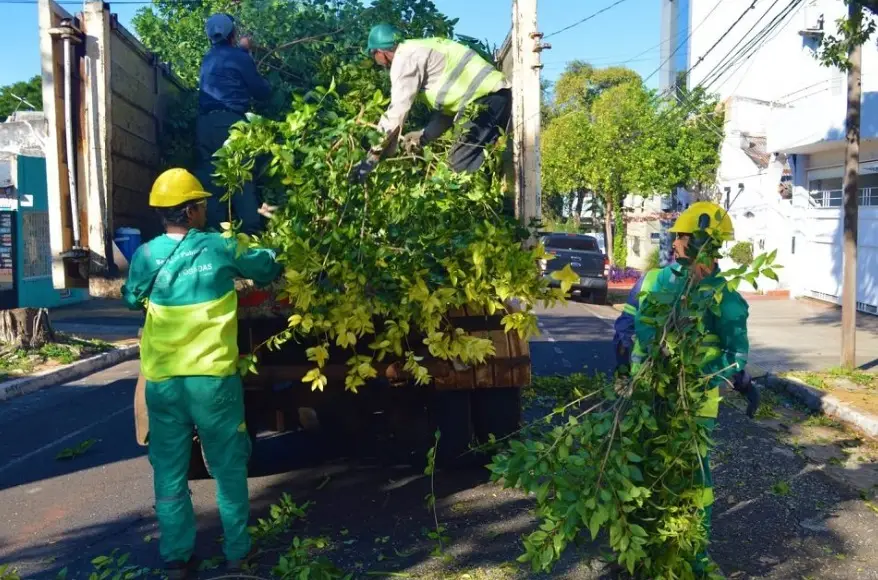 Comenzó en Posadas el Operativo de Poda