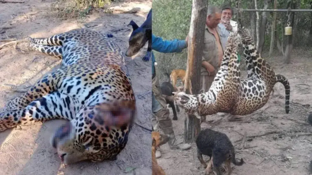 Formosa: condenaron a 4 hombres por cazar un yaguareté