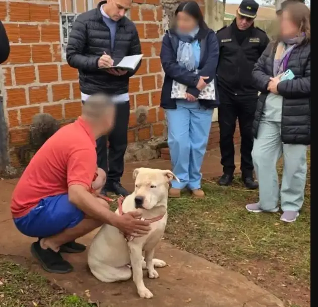 Pitbulls que mataron a un perro fueron devueltos a sus dueños