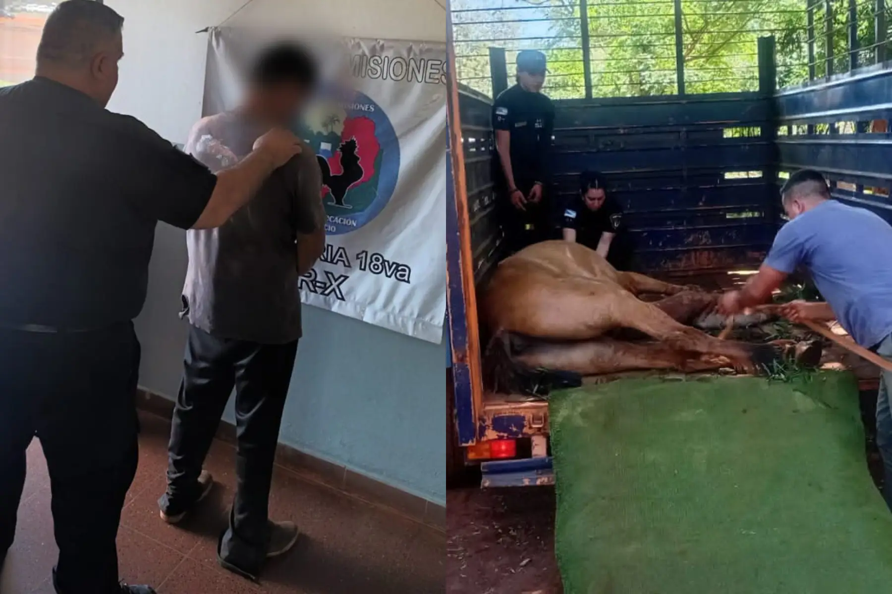 Murió el caballo rescatado en Posadas y detuvieron a su dueño