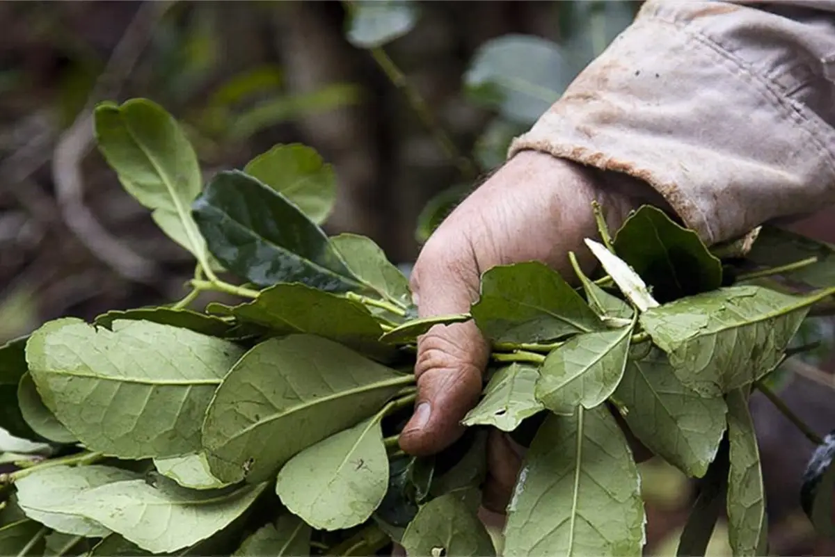 Yerba Mate: Las ventas superaron los 75 millones de kilos el primer trimestre