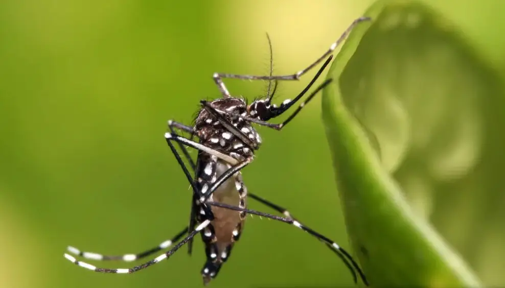 Dengue en Santa Fe: los casos subieron un 40% en una semana