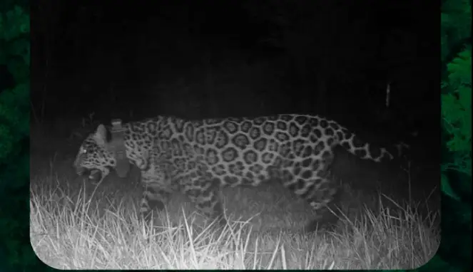 Ecología confirmó la muerte de la yaguareté “Elecha”