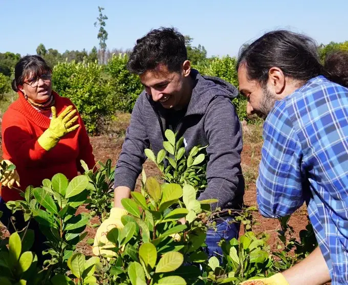 La crisis yerbatera golpea a un defensor de la desregulación