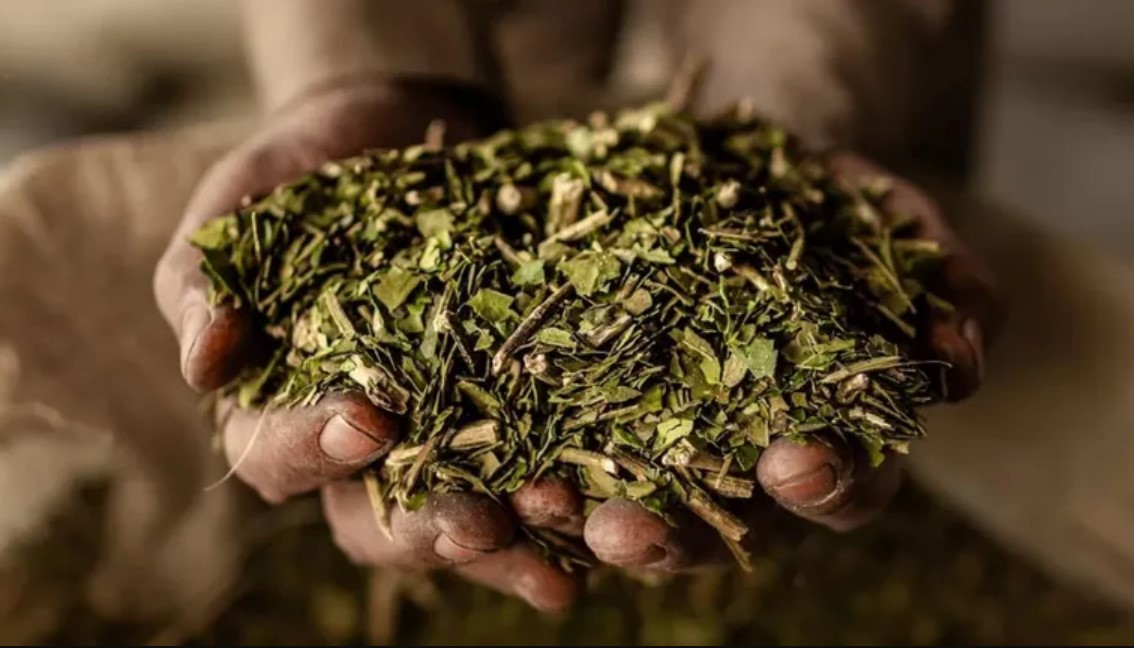 Yerba Mate: "En 6 meses perdimos el 70% del valor de la materia prima"