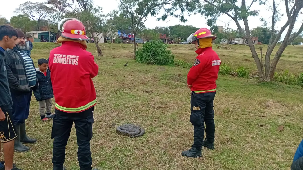 Posadas: encontraron una curiyú en la Costanera Oeste
