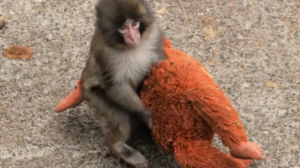 Punch, el mono bebé que conmovió al mundo con su peluche