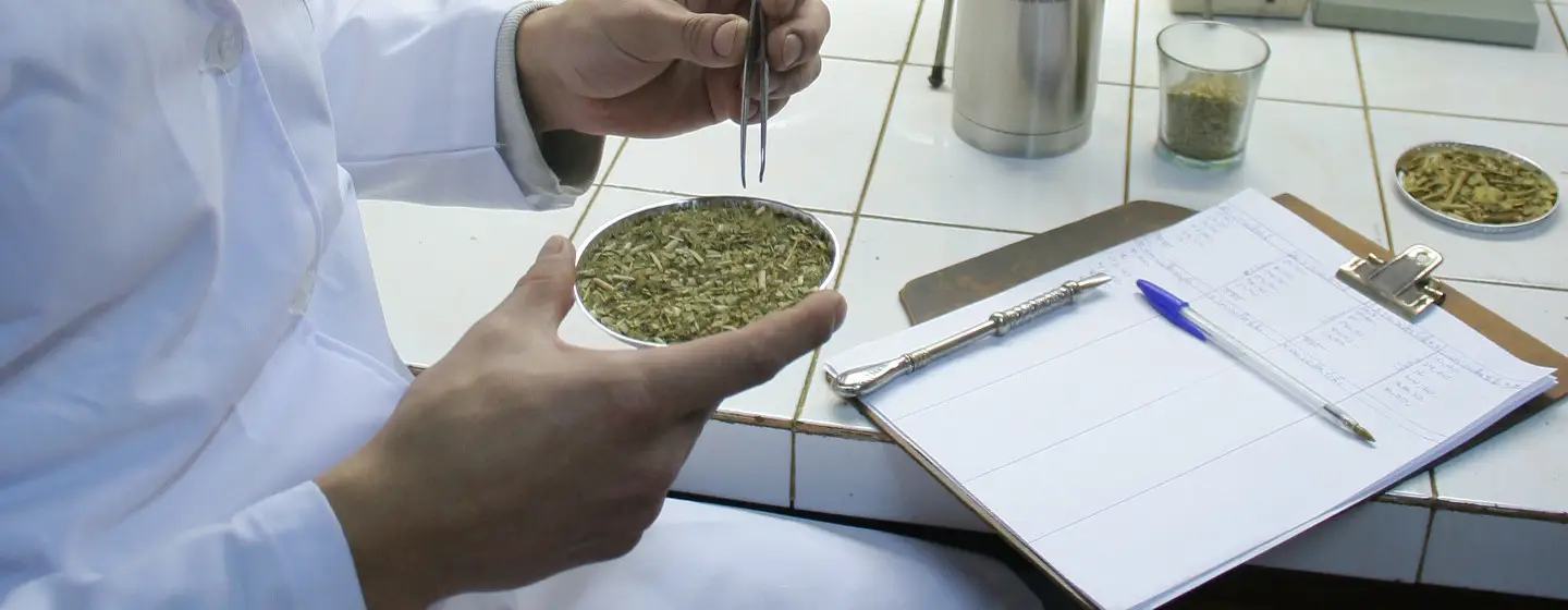 Cuestionan la eliminación de controles del INYM sobre la yerba