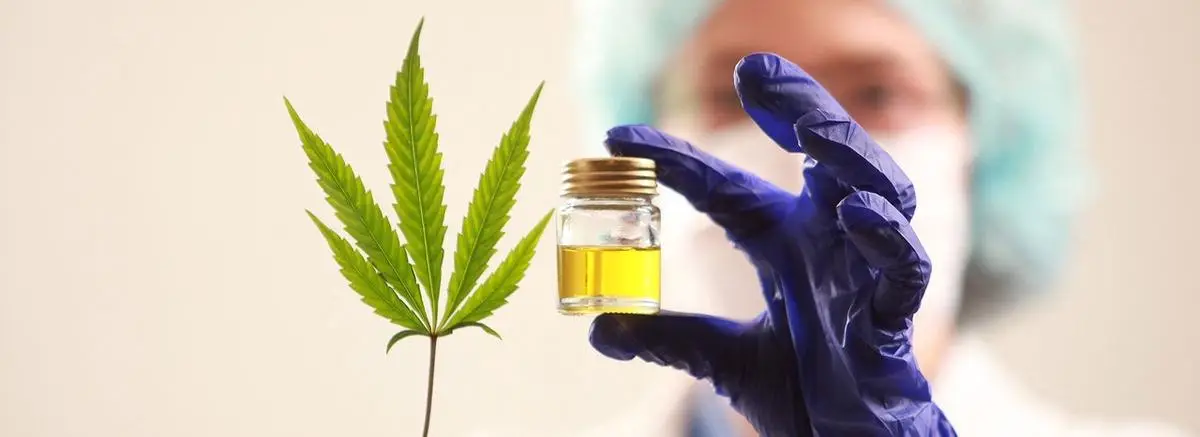 Salud: desarrollan una molécula a partir de cannabis medicinal