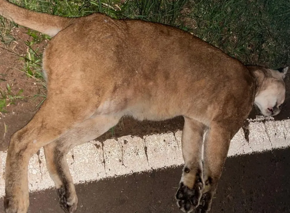Atropellaron a un puma en cercanías al acceso de Iguazú