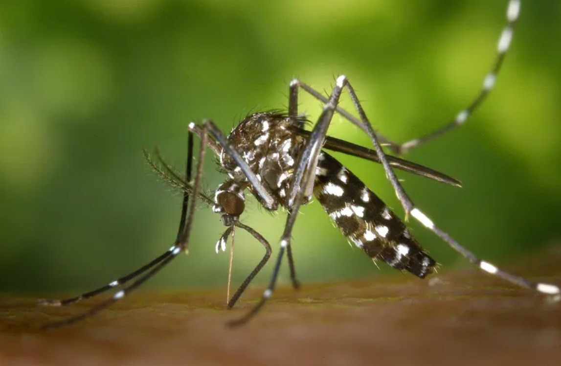Dengue en Misiones: Tras la aparición de casos, instan a profundizar medidas de prevención