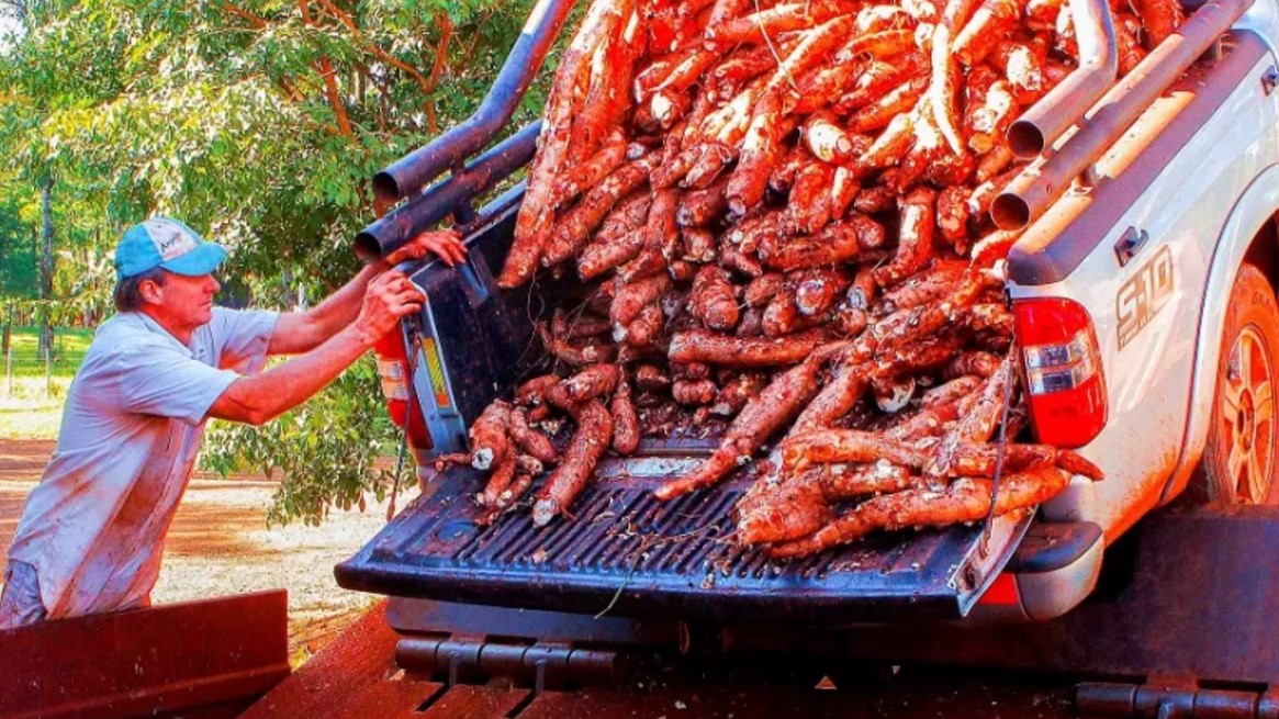 Cosecha récord de mandioca: la producción alcanzó los 22 millones de kilos de fécula