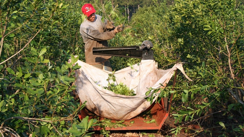Yerbateros analizan el costo de la producción