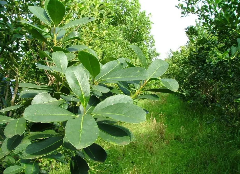 Se actualizó el costo de producción de la hoja verde