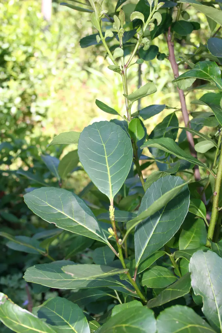 Actualizaron el costo de producción de la hoja verde: será de $379,26 por kilo