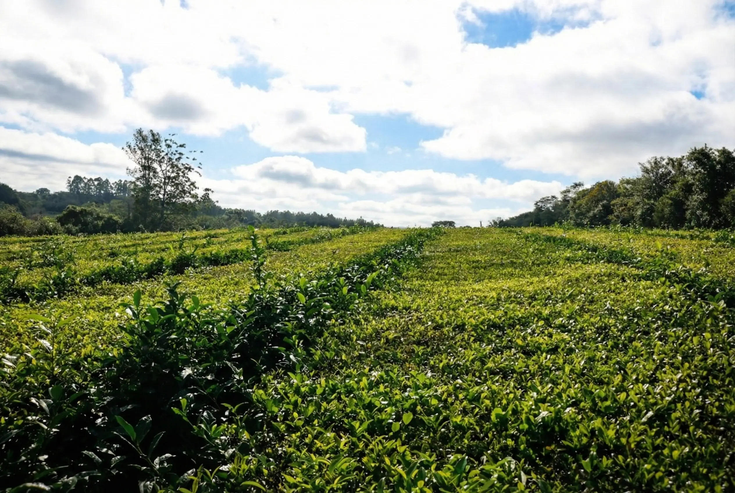 Se fijó el nuevo precio del té en la Provincia
