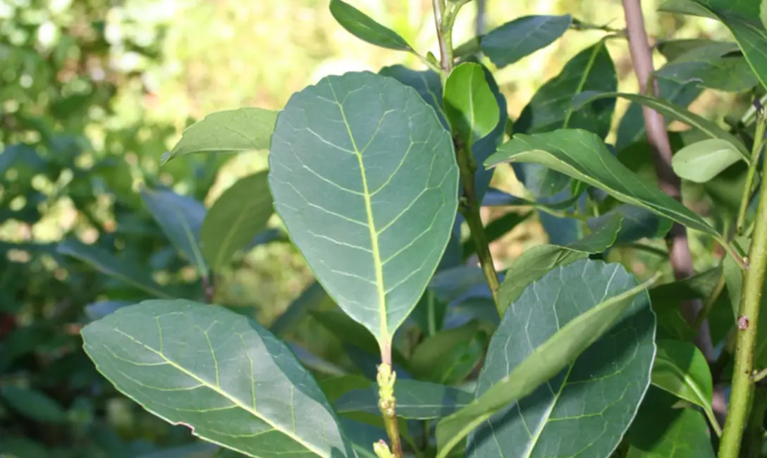 Advierten que se sigue pagando la hoja verde “muy por debajo del costo”