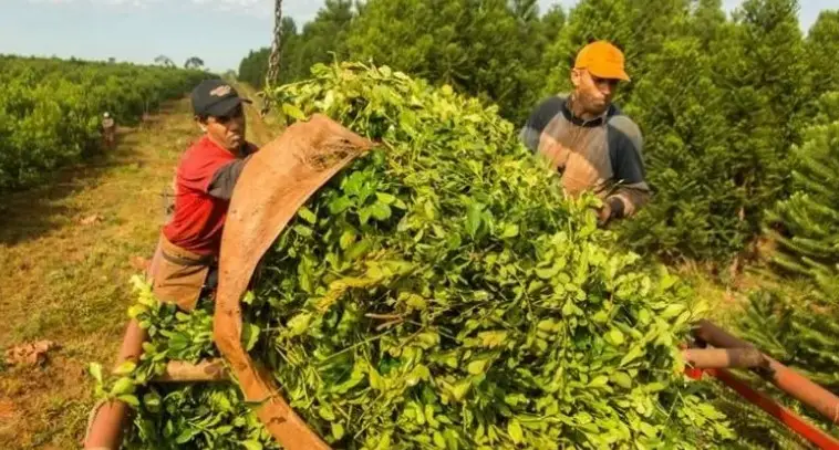 Prorrogaron decreto que compatibiliza el trabajo rural temporario con planes sociales