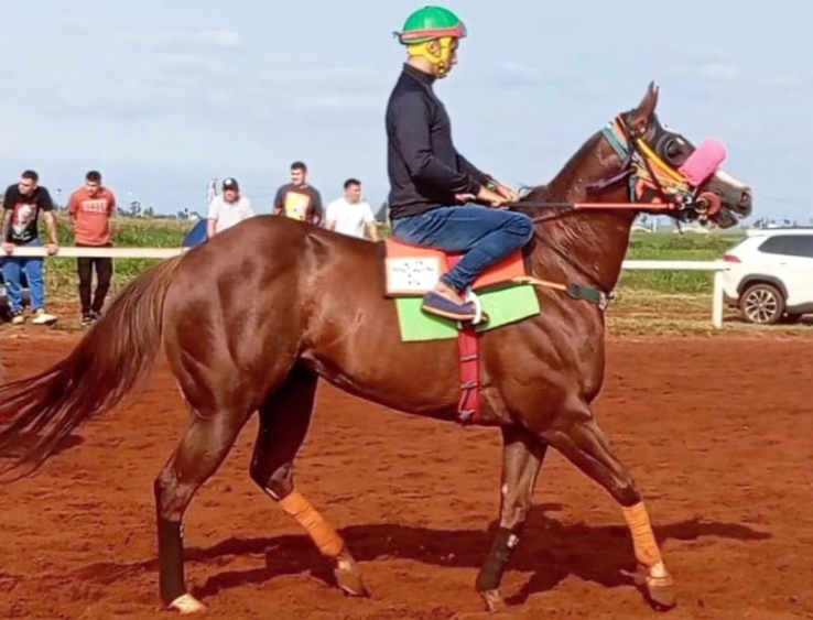 Posadas: murió otro caballo dopado en plena carrera