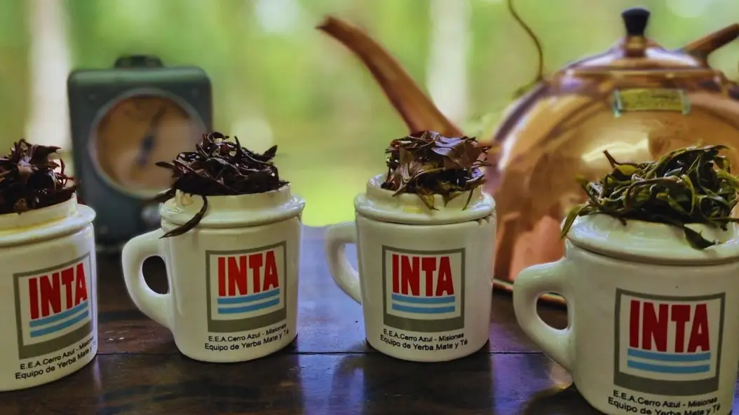 El té argentino obtuvo el sello de indicación geográfica