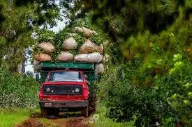 Estaría ingresando hoja verde de yerba con cadmio y plomo a la Argentina