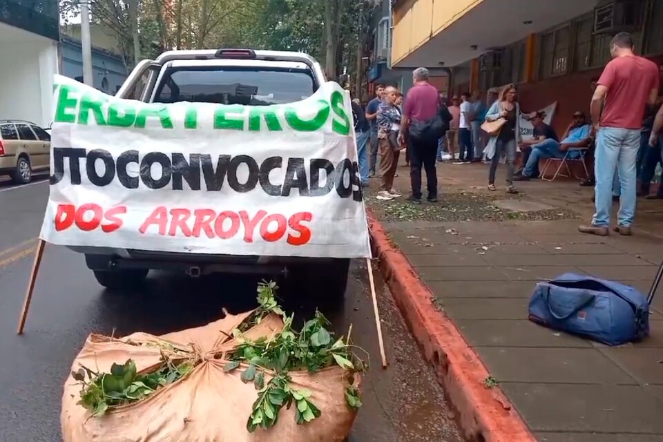 Yerbateros están recibiendo la mitad de lo que cobraban en enero por la hoja verde