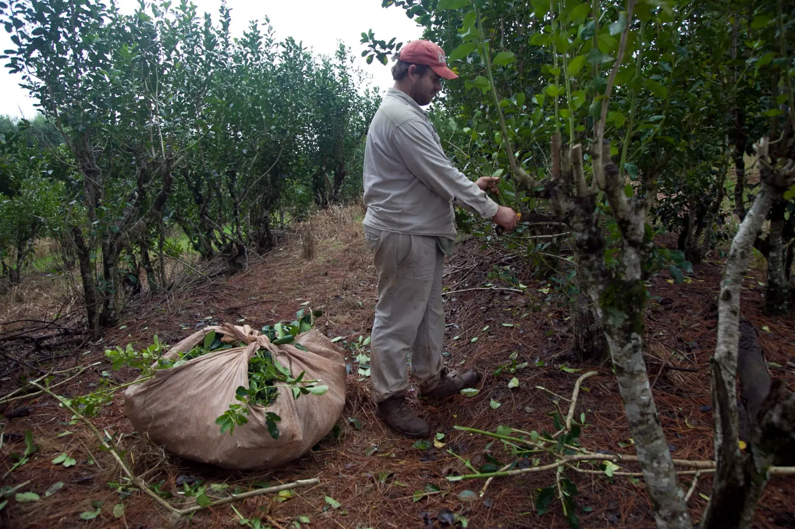 Aumentó en 66 mil hectáreas, la superficie con yerba