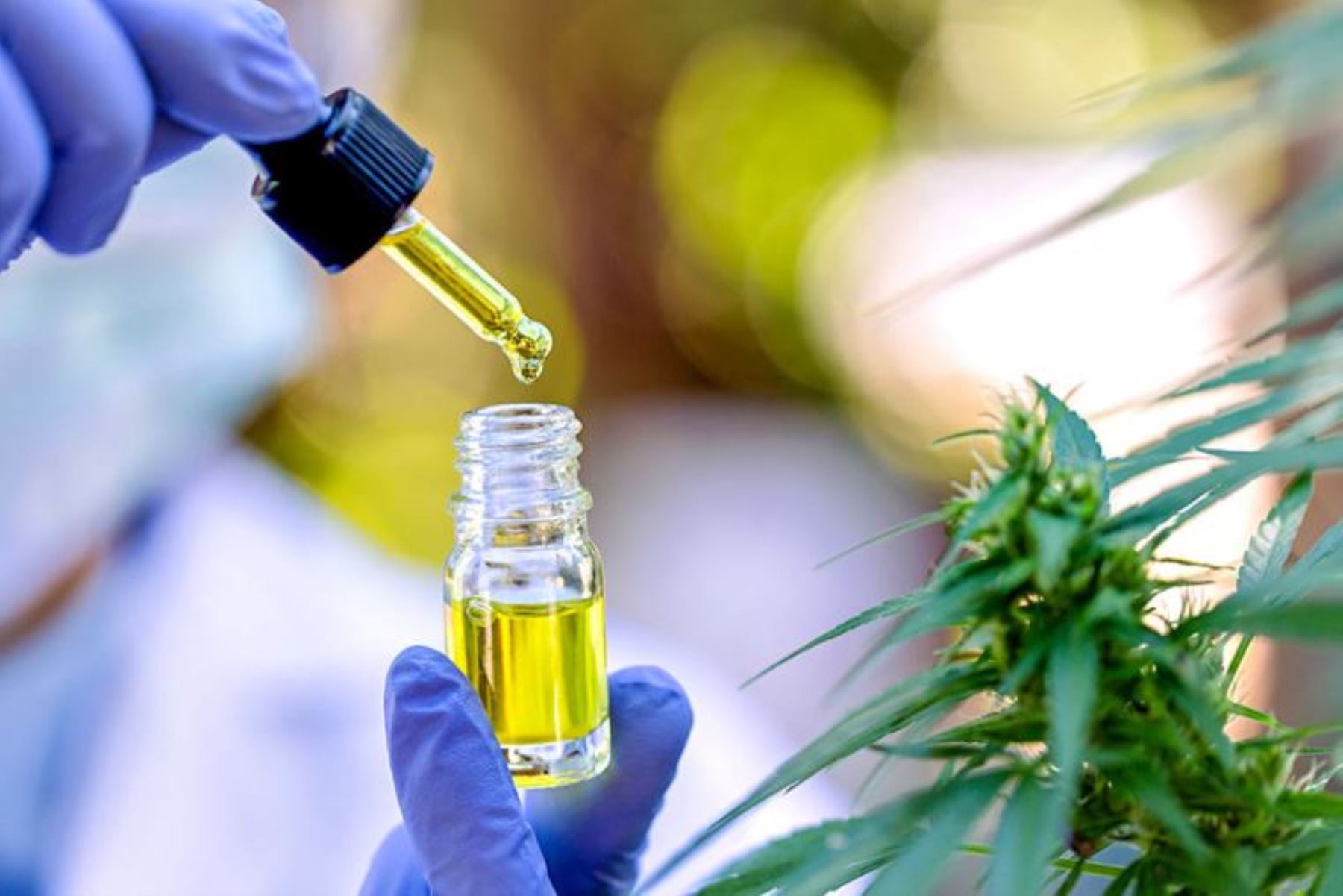 De qué se trata el proyecto para regular el cannabis terapeútico e industrial en la Provincia