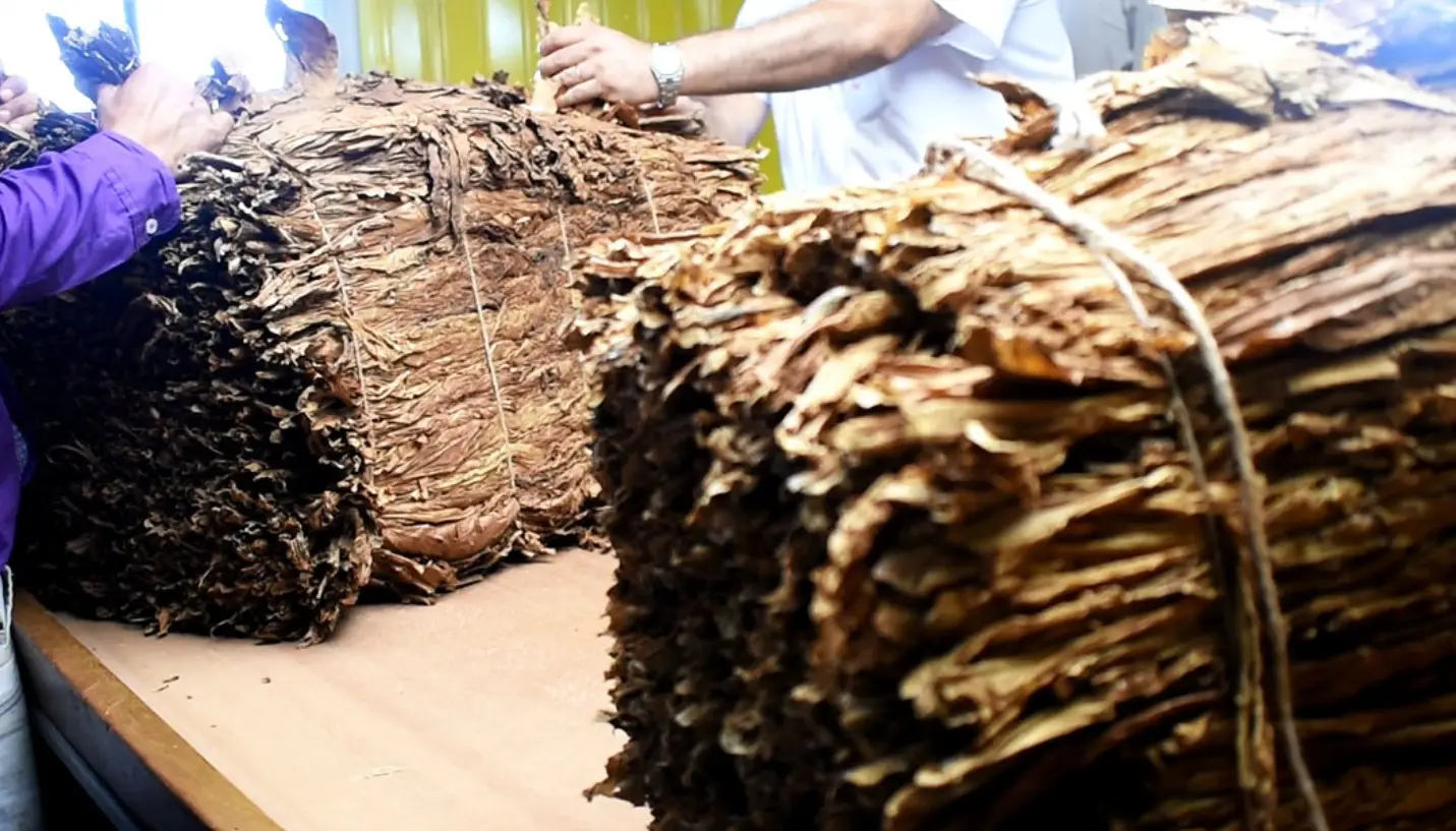 Tabaco: más de 2 mil productores misioneros cobraron el FET
