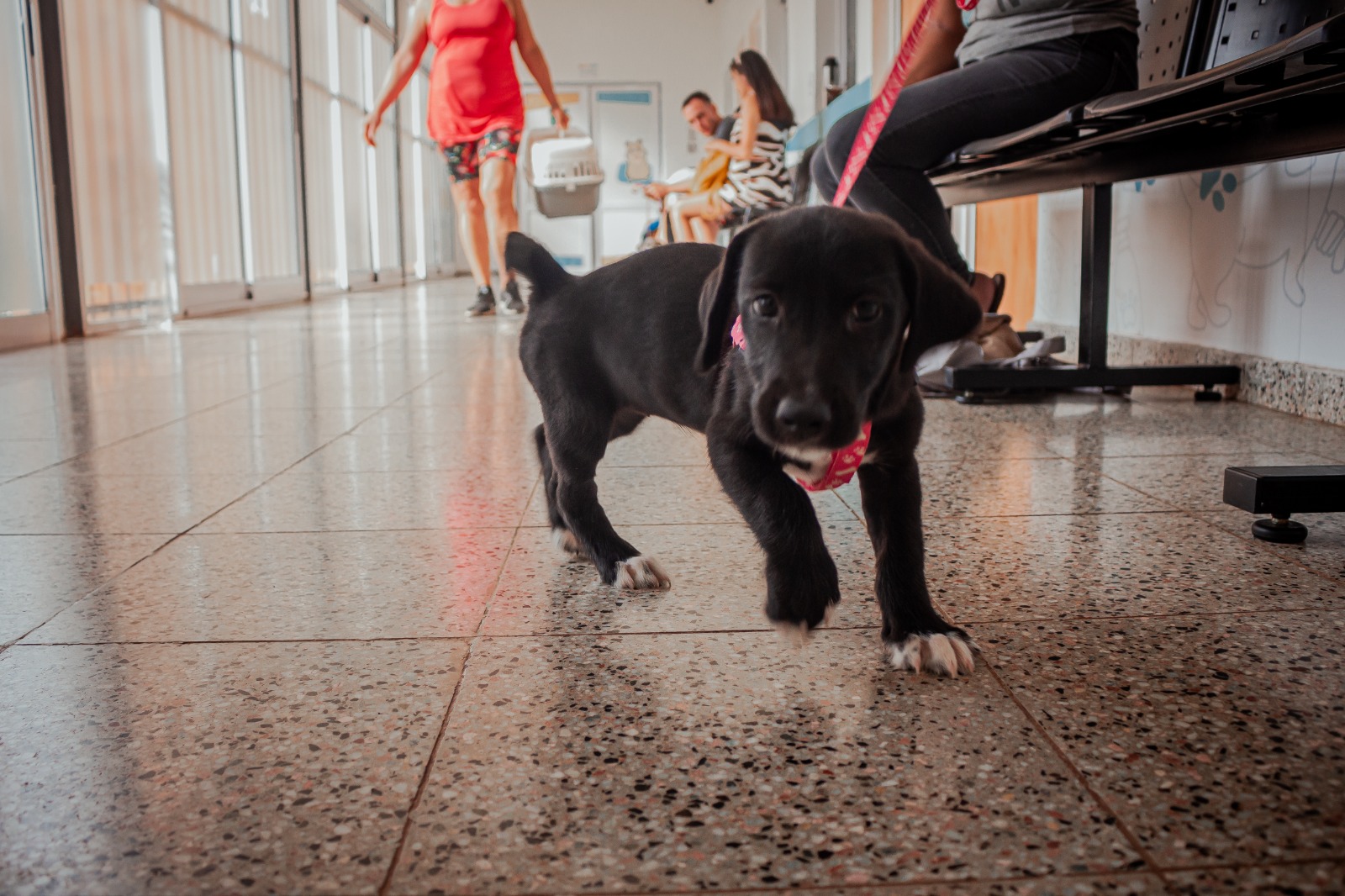 Regulan la tenencia responsable de animales