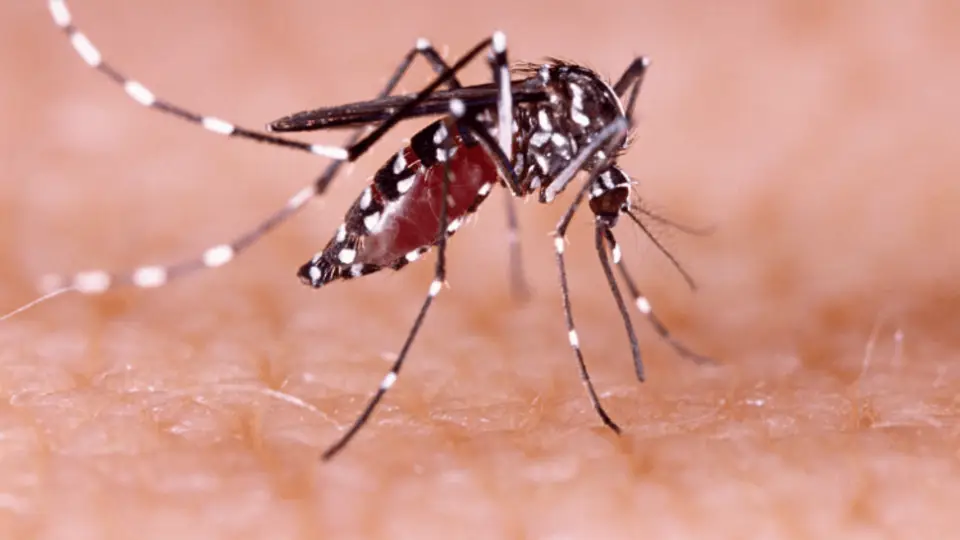 La cepa 2 puede generar formas graves de dengue, sin infección previa