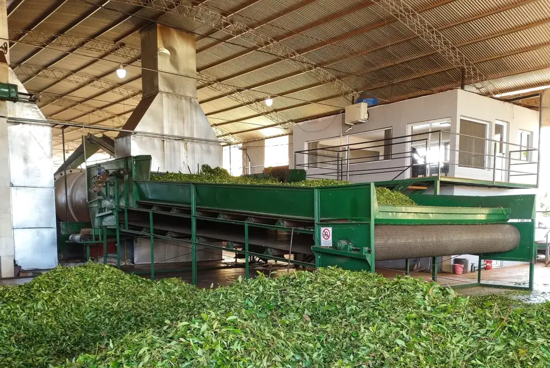 Se desplomó la exportación del té un 40%