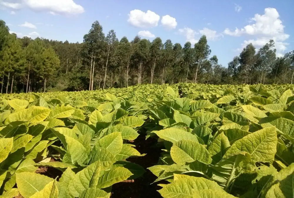 Más de 200 familias tabacaleras inician diversificación productiva