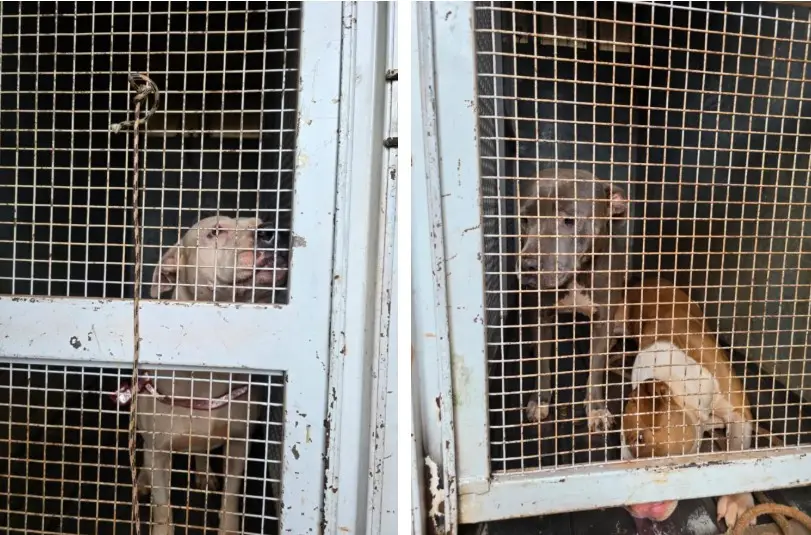 Allanan y resguardan a pitbulls considerados agresivos