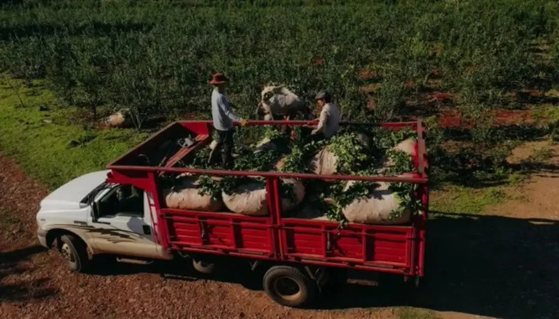 Yerba mate: primeras operaciones de descuentos a cheques movilizaron $170 millones