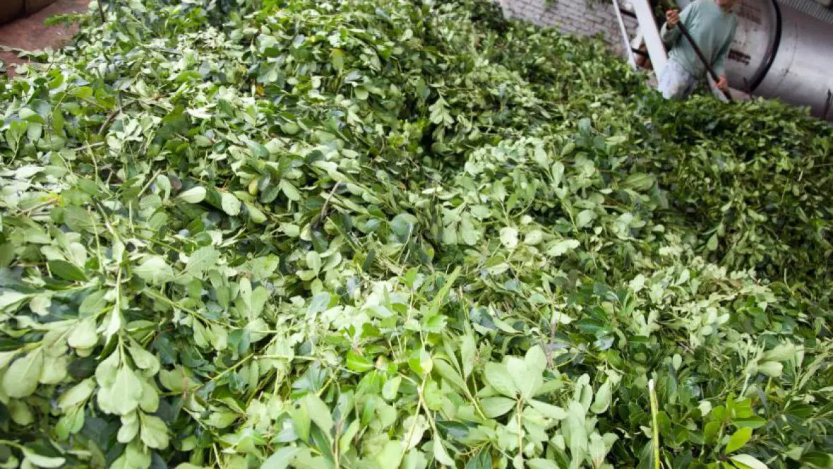 Yerba Mate: “Nos dimos cuenta que muchos diputados estaban con muy poca información”