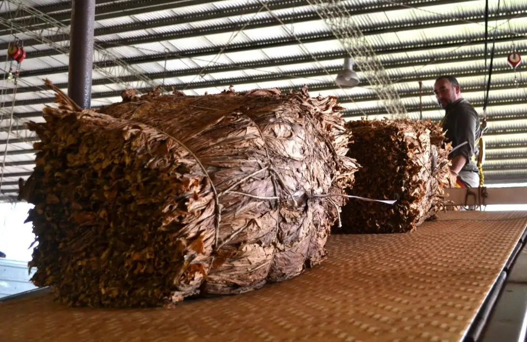 Misiones supera los 35 millones de kilos de tabaco acopiado
