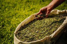 Yerba Mate: Afip elimina trabas en la producción y comercialización