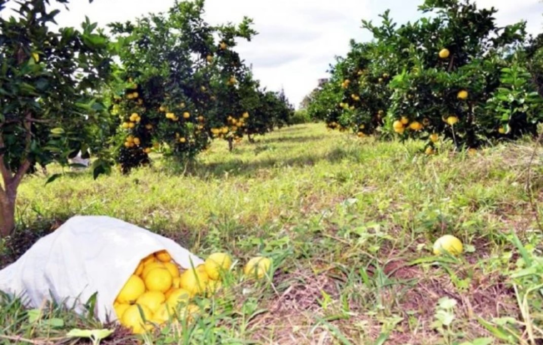 Denunció más de 60 delitos rurales en casi un año