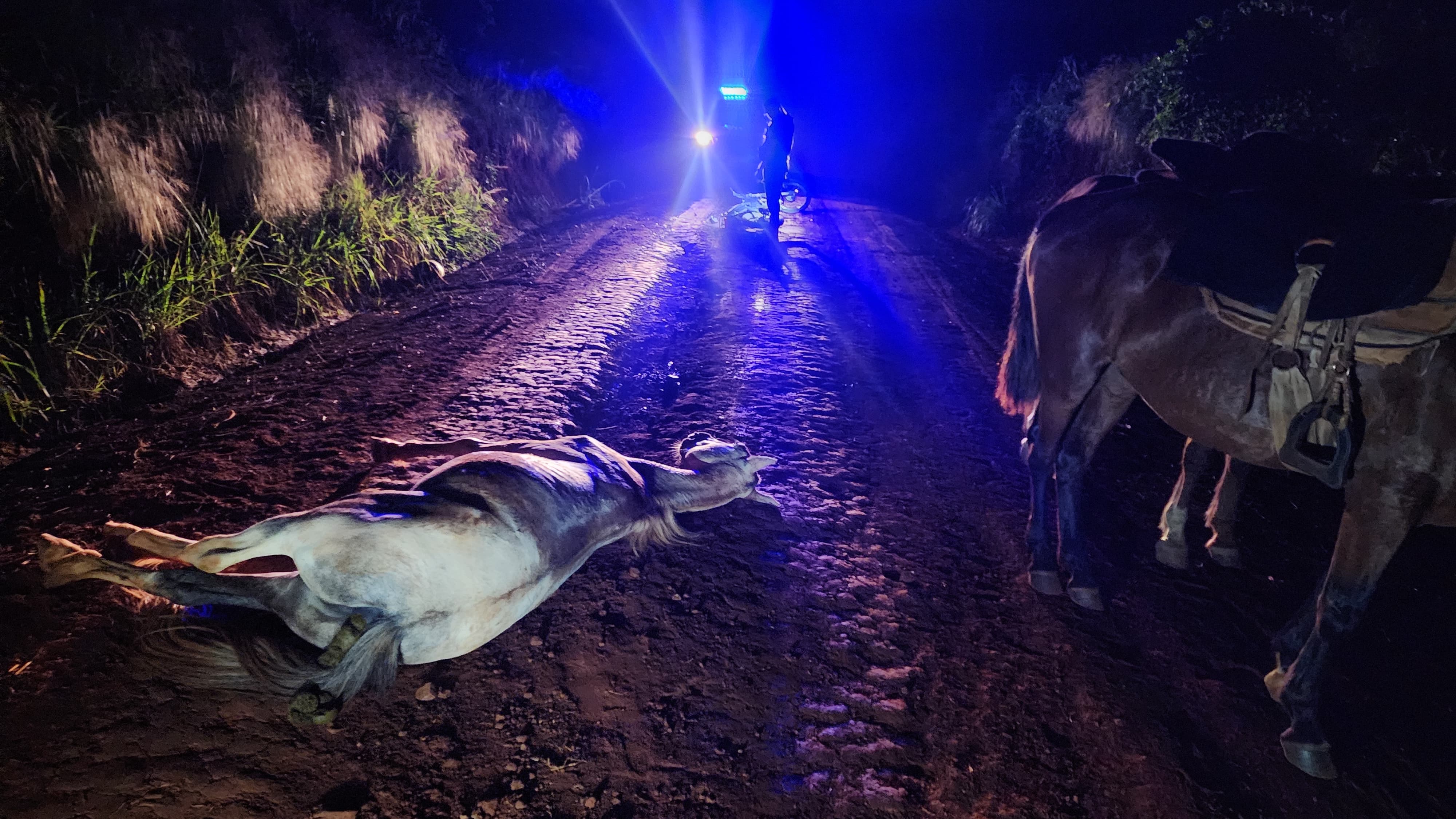 Oberá: Motociclista chocó y mató a un caballo, hiriendo al menor que lo guiaba