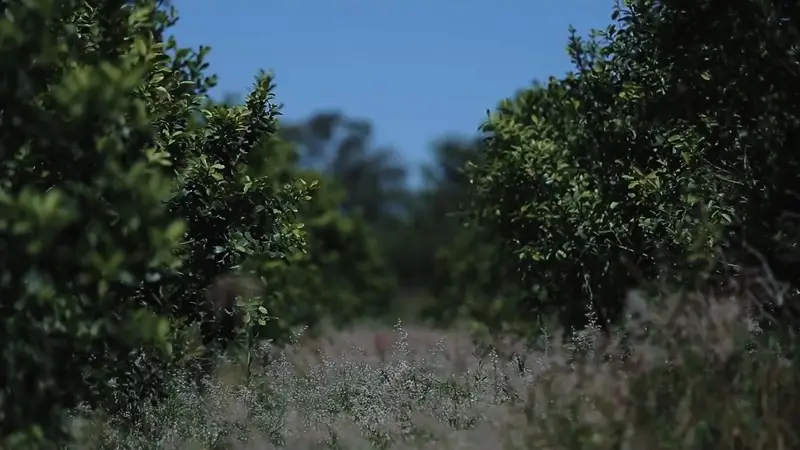 Qué precios ofrecieron molinos y cooperativas para la zafra yerbatera