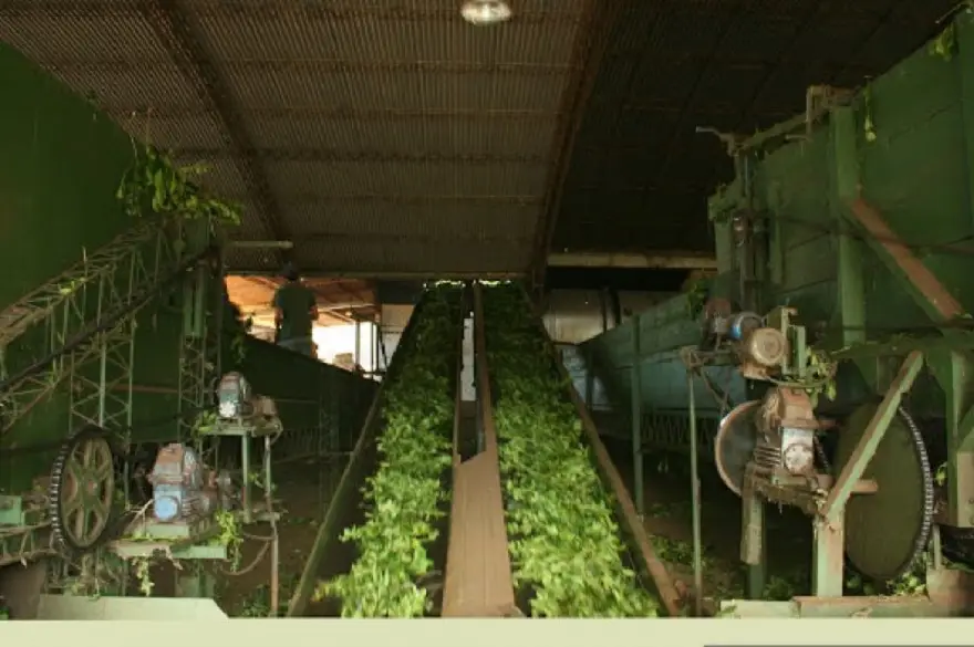 Yerba mate: reducir impuestos, no mejorará el precio de la hoja verde