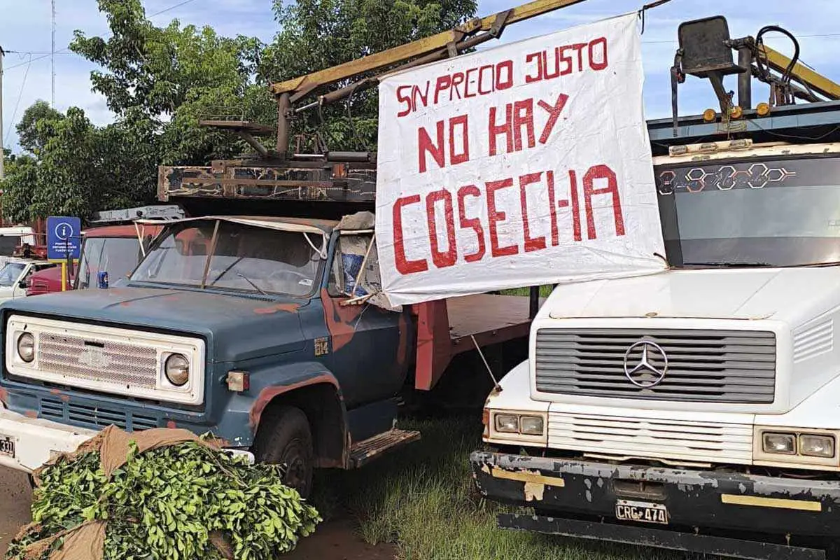 Piden que se declare la Emergencia Yerbatera en Misiones