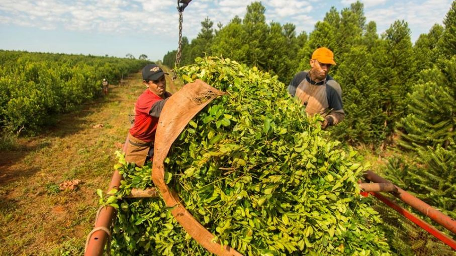 Productores yerbateros pidieron una audiencia urgente con el Gobierno