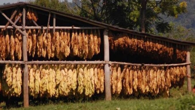 Tabaco: estiman una producción de más de 30 millones de kilos
